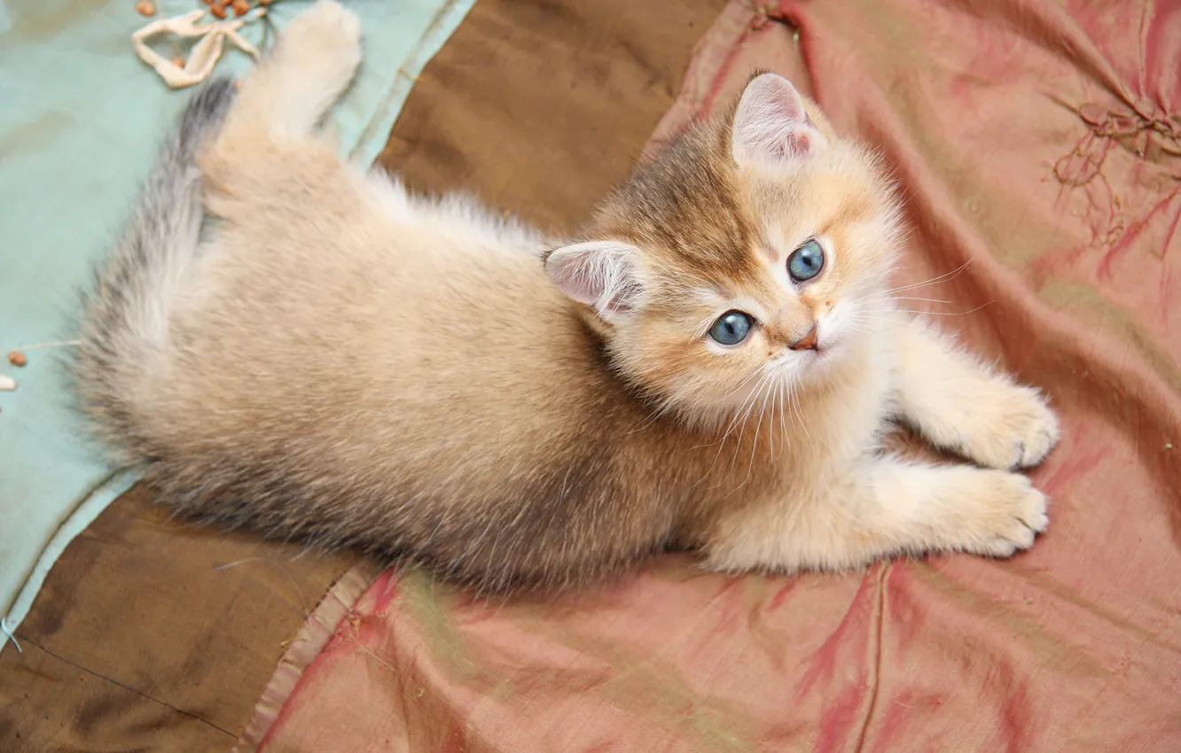 Photo wallpaper cat, kitty, ginger