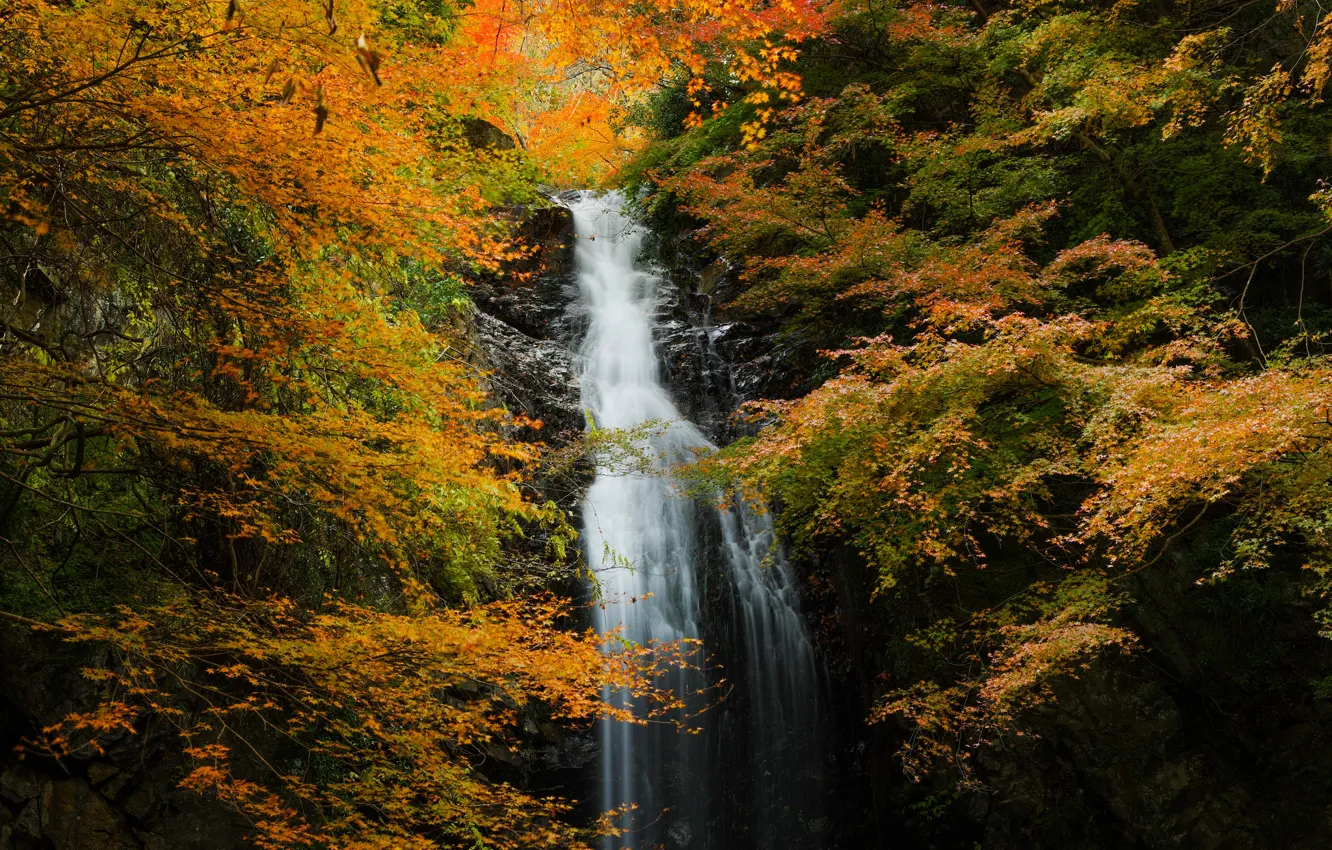 Photo wallpaper autumn, forest, rock, waterfall, stream