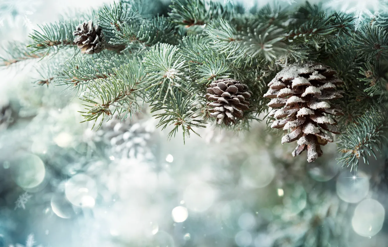 Photo wallpaper winter, snow, branches, nature, background, spruce, New year, needles