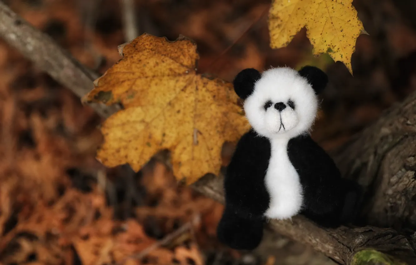Photo wallpaper autumn, leaves, toy, bear, Panda