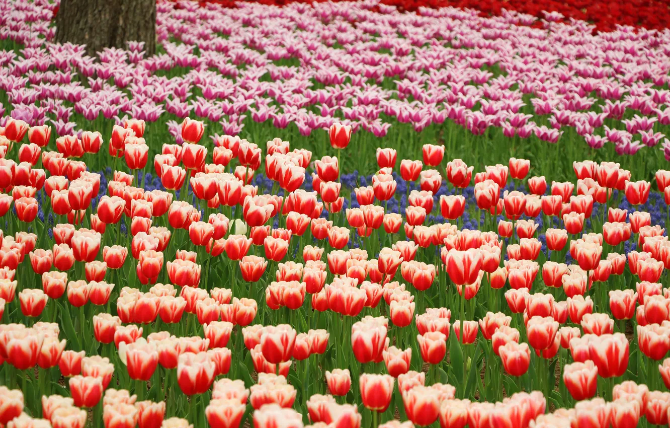 Photo wallpaper flowers, orange, blue, red, Park, petals, tulips