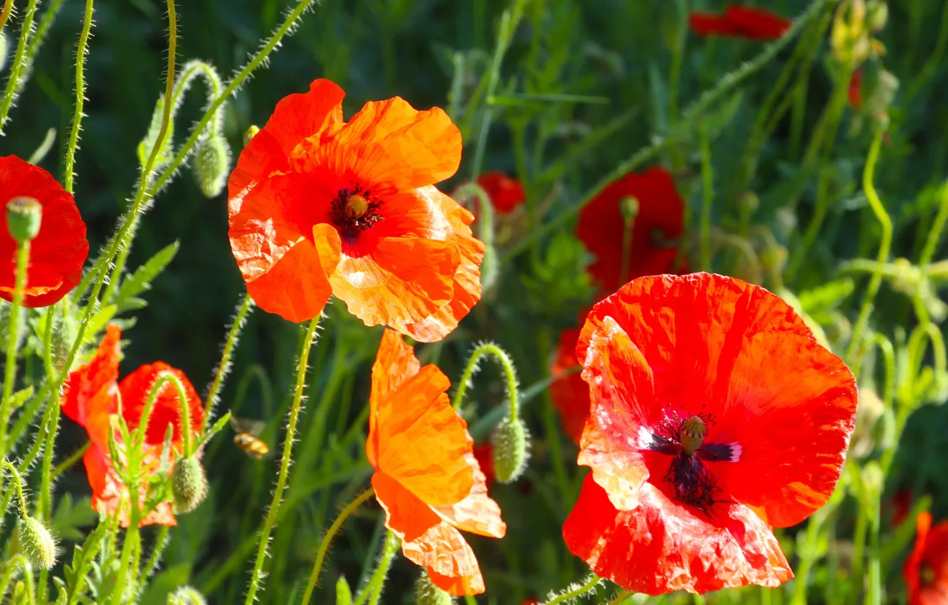 Photo wallpaper red, flower, poppy, meadow, blooming
