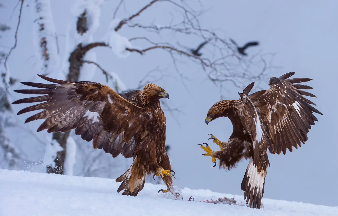 Photo wallpaper winter, snow, birds, the eagles, mining