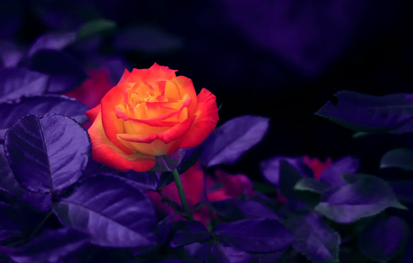 Photo wallpaper flower, orange, Rose