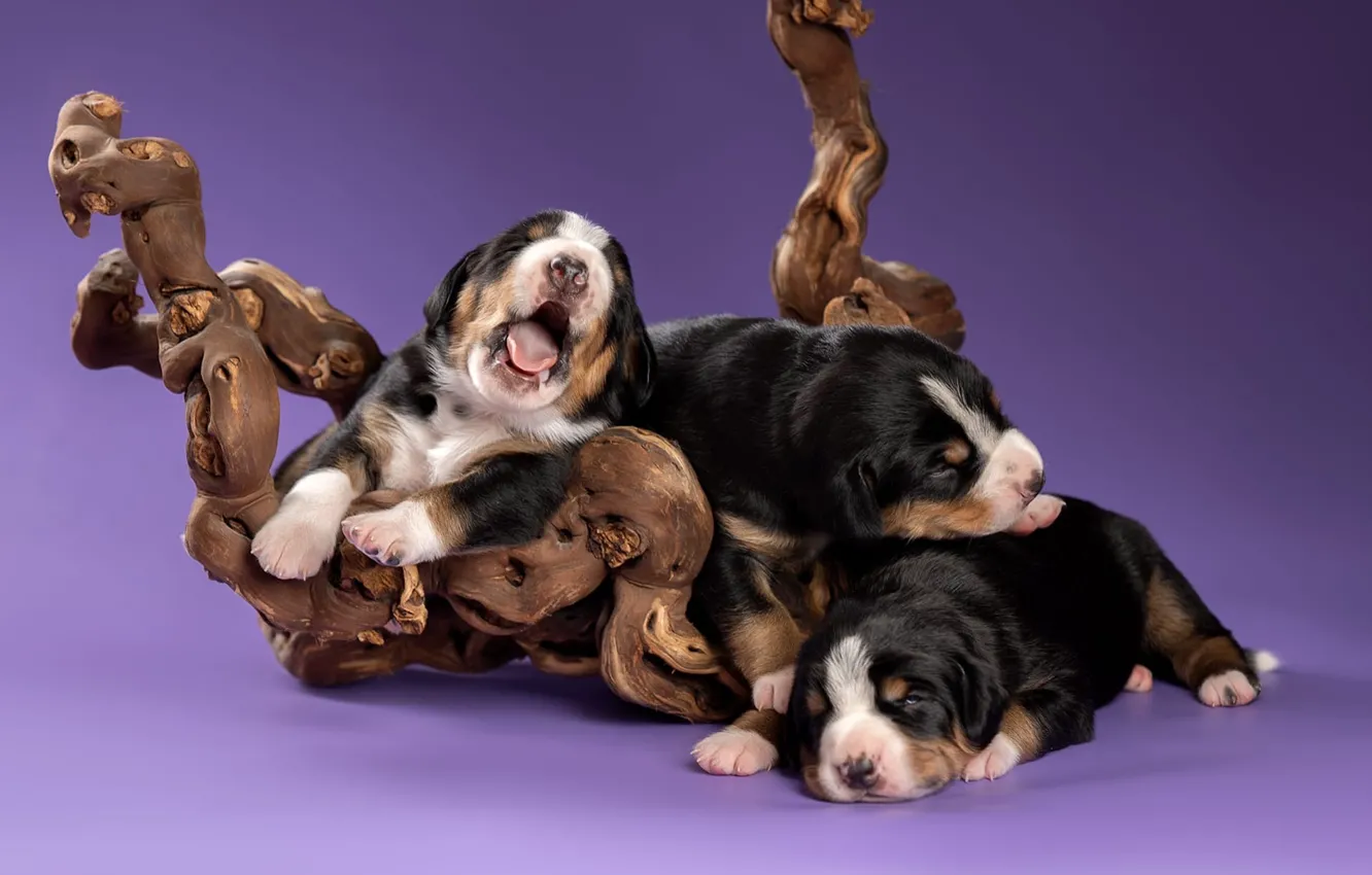 Photo wallpaper background, dog, puppy, snag, trio, Trinity, The Entlebuch cattle dog, Svetlana Pisareva