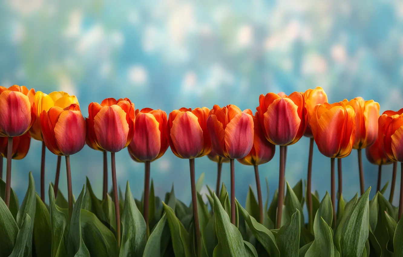 Photo wallpaper leaves, flowers, orange, red, holiday, bright, bouquet, spring