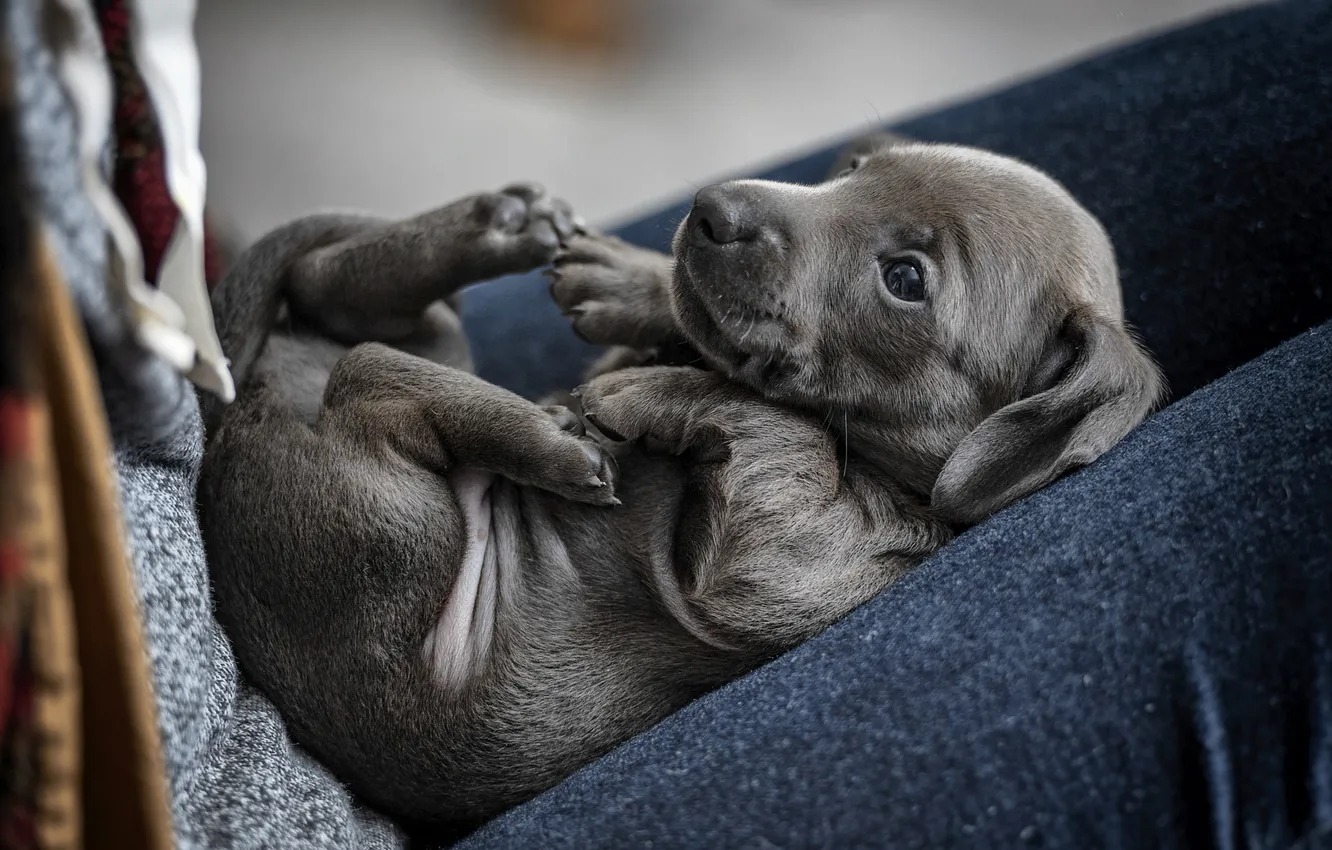 Photo wallpaper look, nature, pose, grey, legs, dog, jeans, puppy