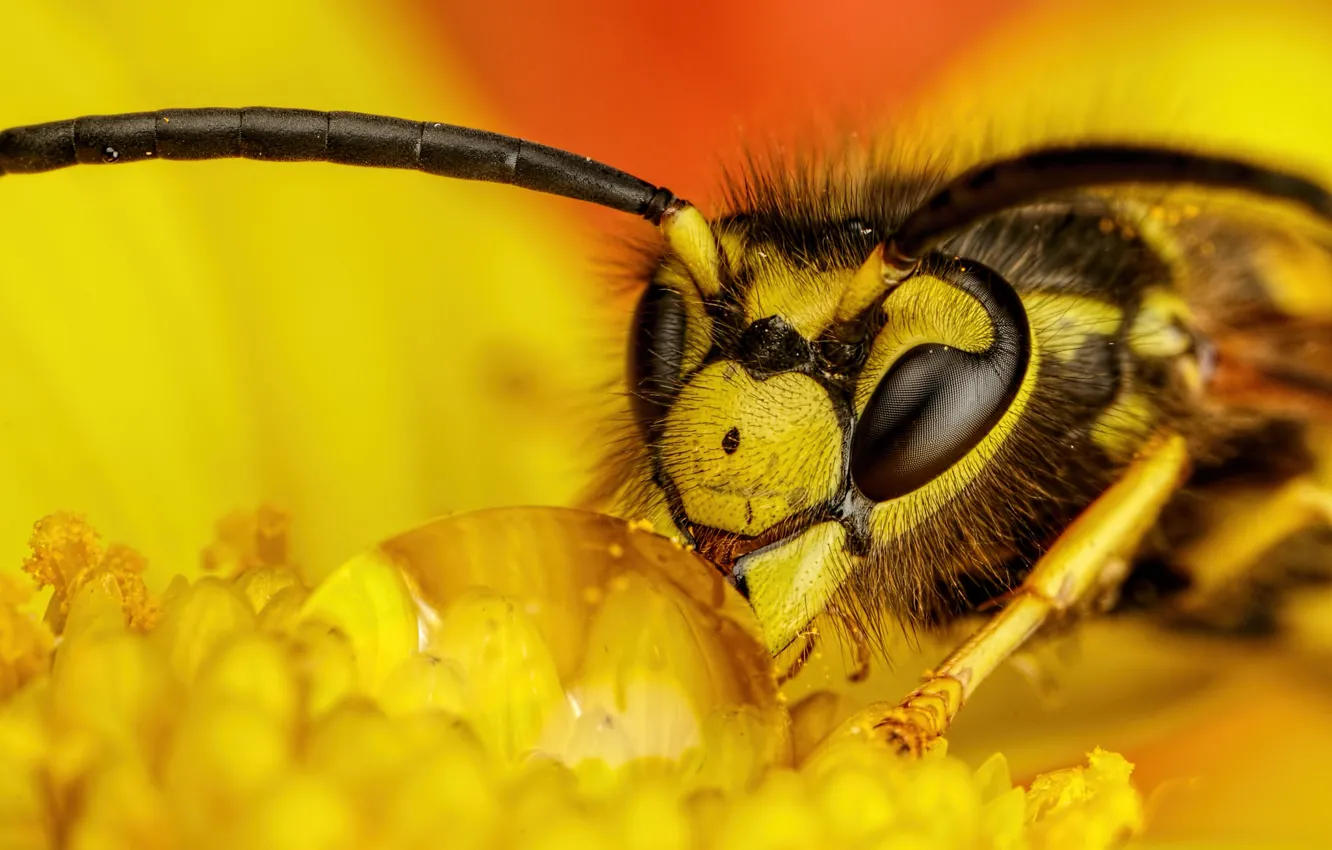 Photo wallpaper drops, Rosa, OSA, insect, Yellow flower
