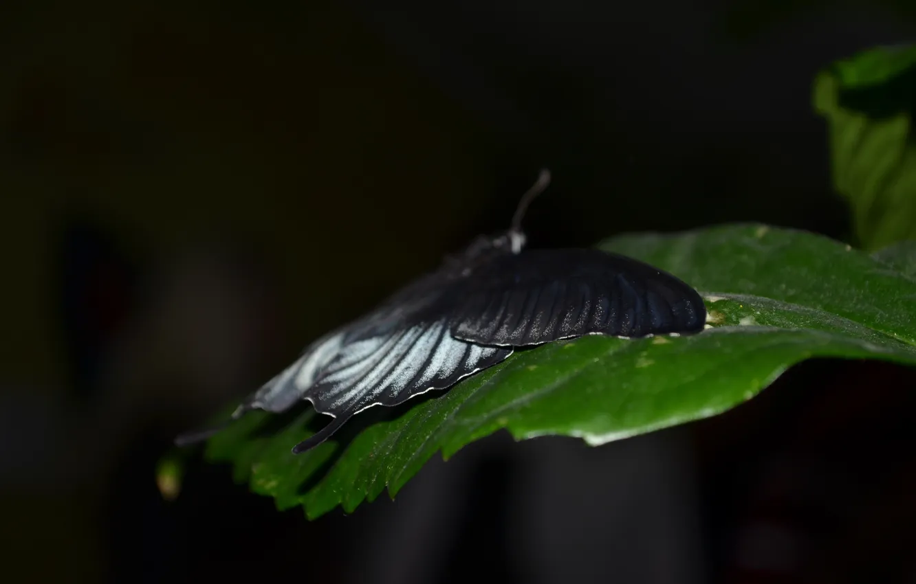 Photo wallpaper leaves, macro, butterfly