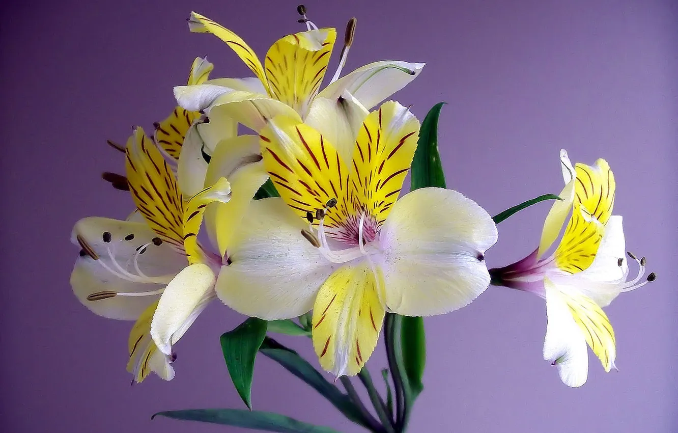 Photo wallpaper flowers, nature, plant, petals