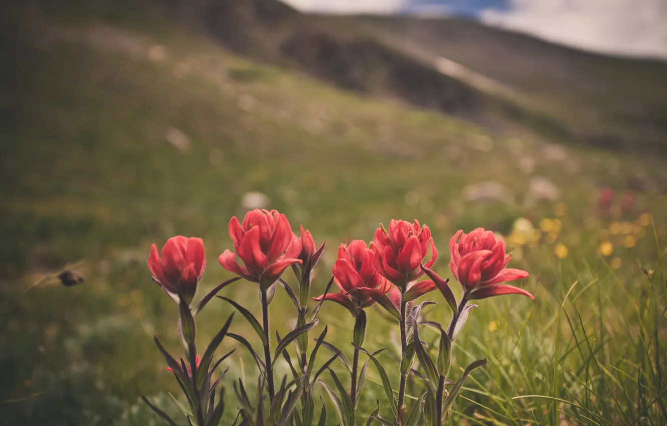 Photo wallpaper grass, leaves, flowers, petals, red