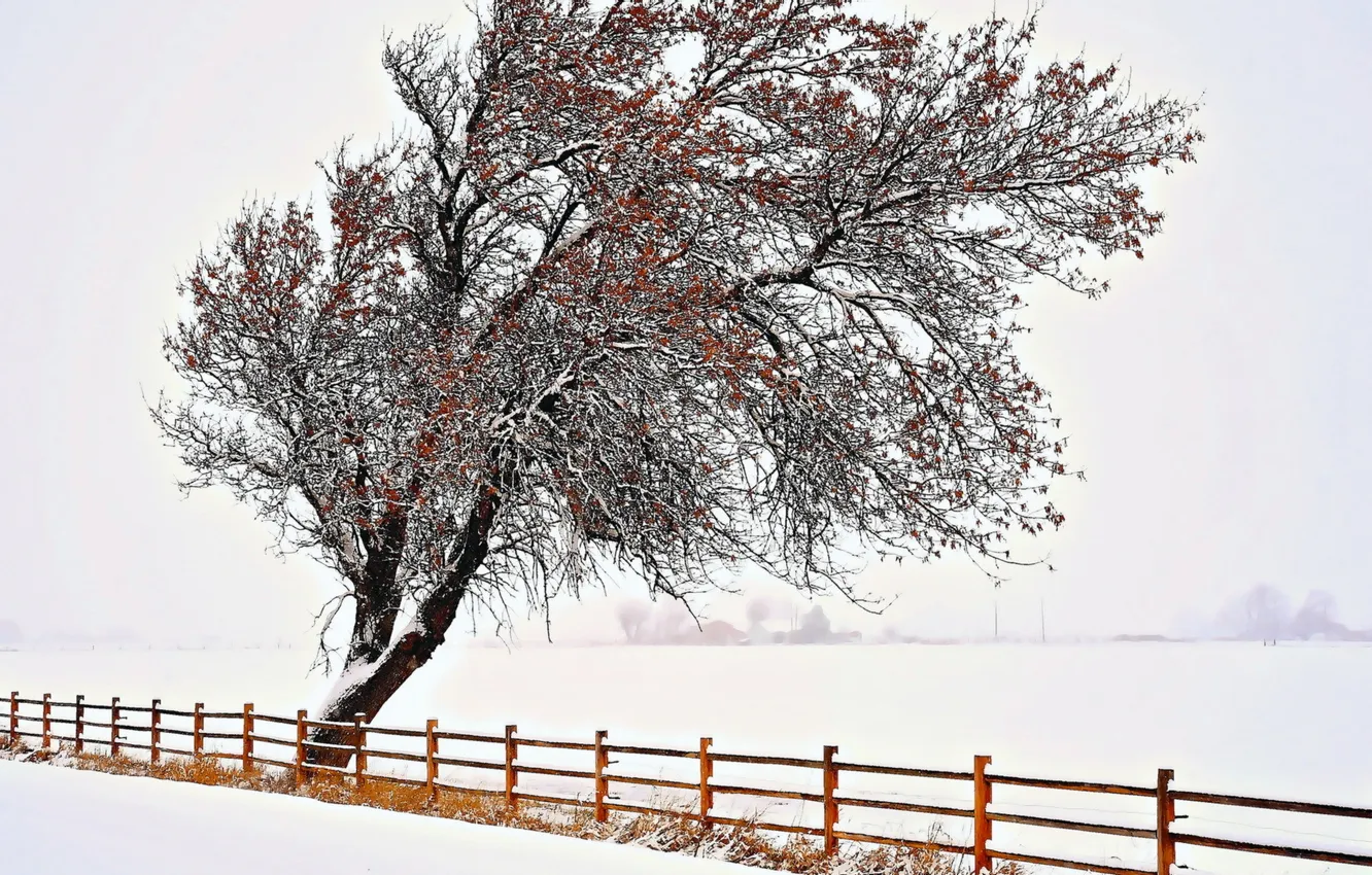 Photo wallpaper winter, trees, the fence