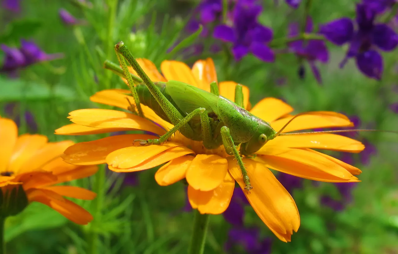 Photo wallpaper flower, macro, insects, grasshopper