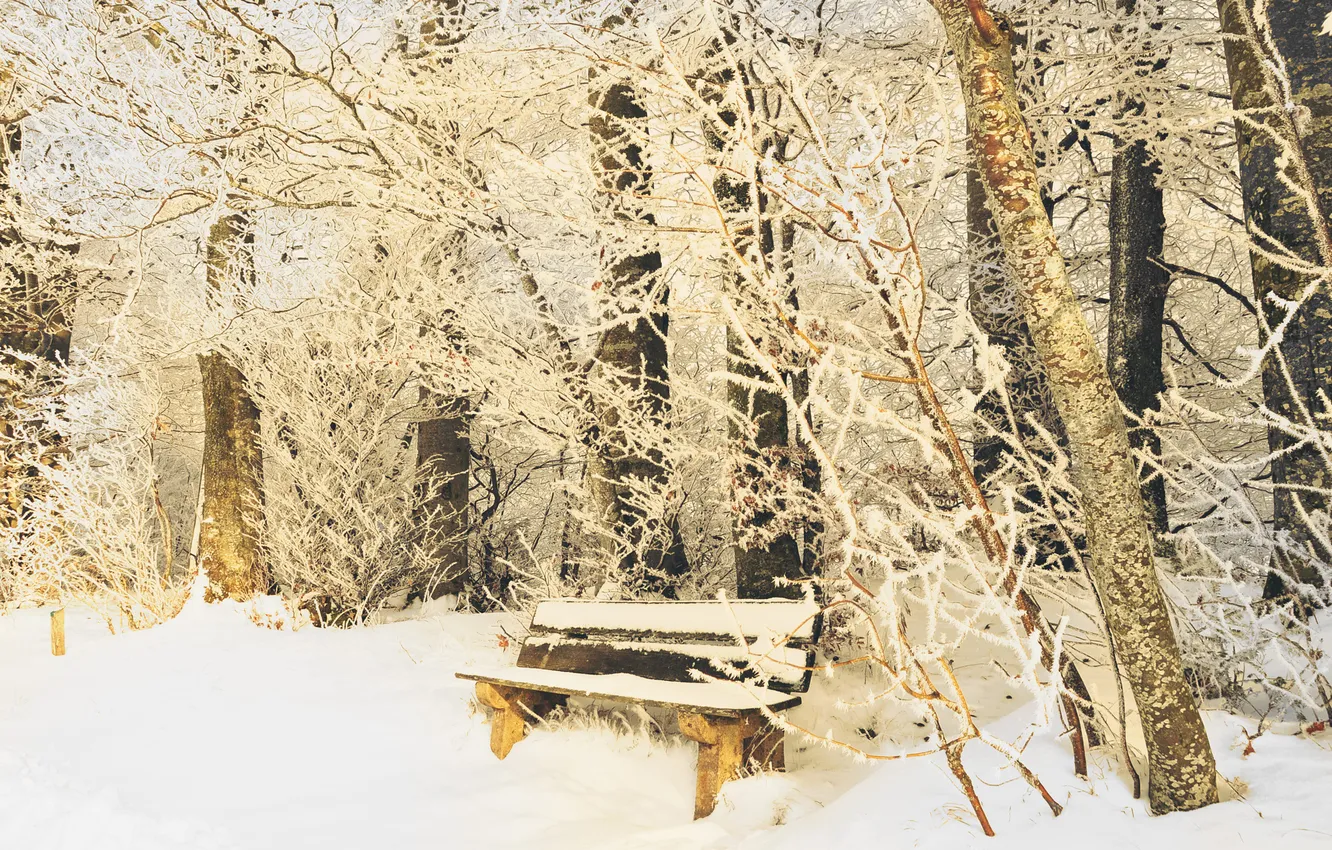 Photo wallpaper winter, frost, snow, trees, bench, branches, nature, Park
