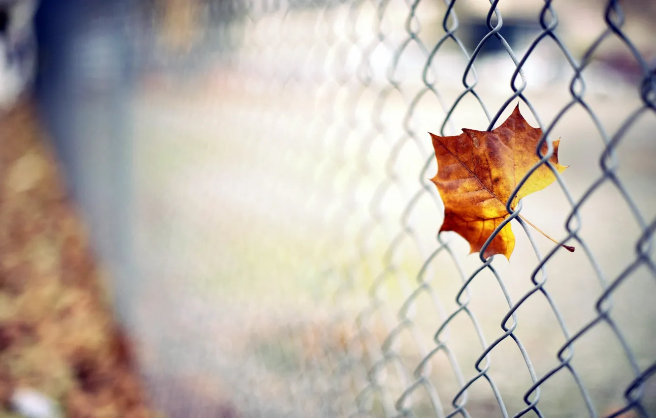 Photo wallpaper autumn, leaves, orange, network, foliage, color, blur, leaf
