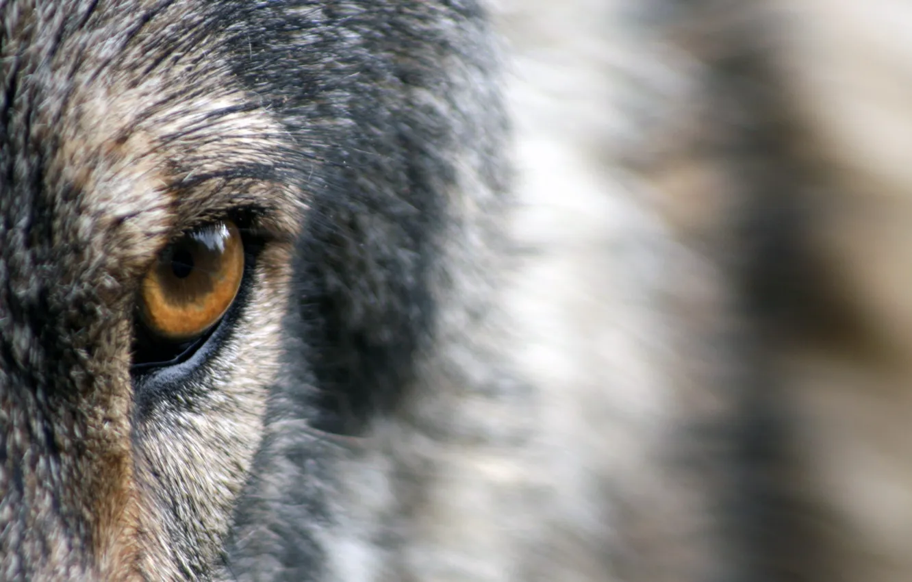 Photo wallpaper wolf, eye, wild, fur, ...close-up photo of brown and gray animal