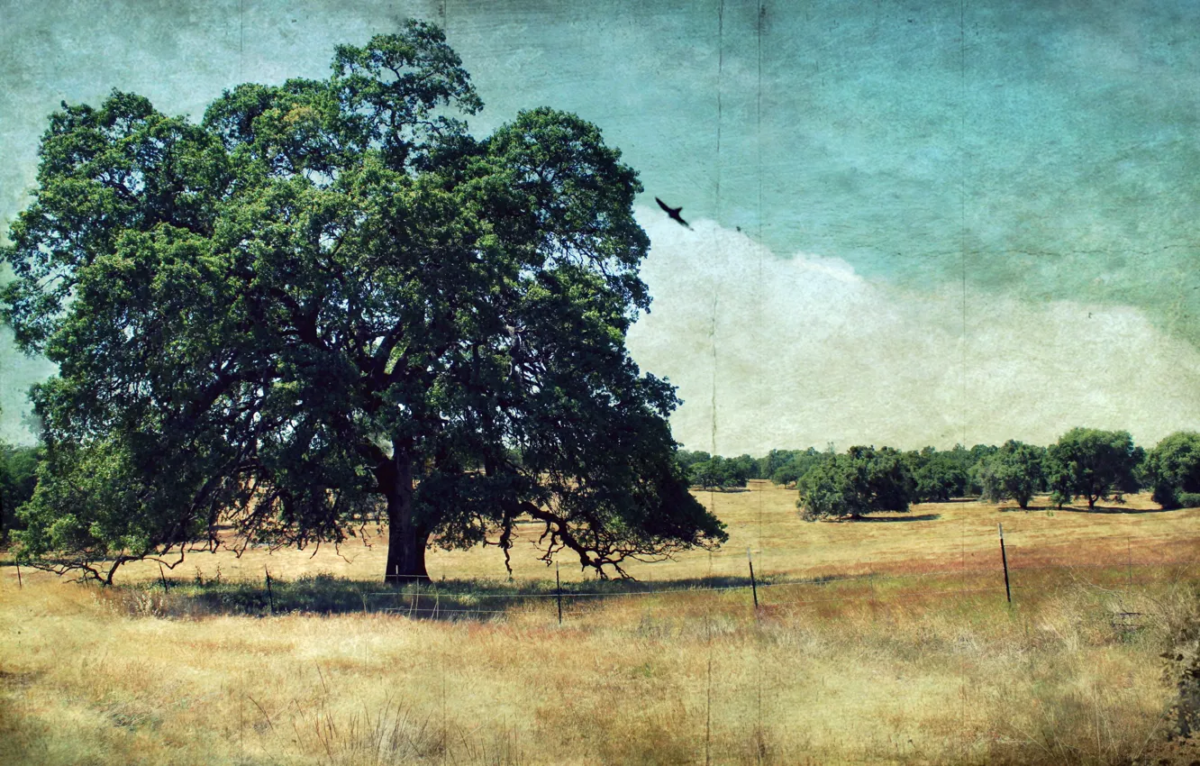 Photo wallpaper trees, landscape, style, background