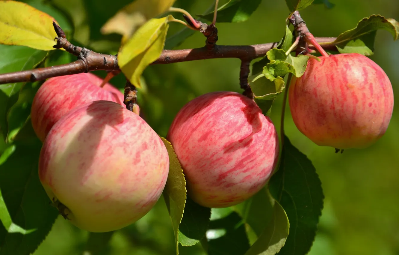Photo wallpaper tree, apples, branch, fruit