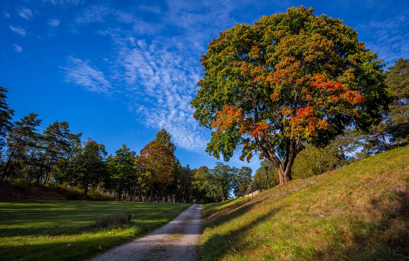 Photo wallpaper road, autumn, the sky, grass, the sun, trees