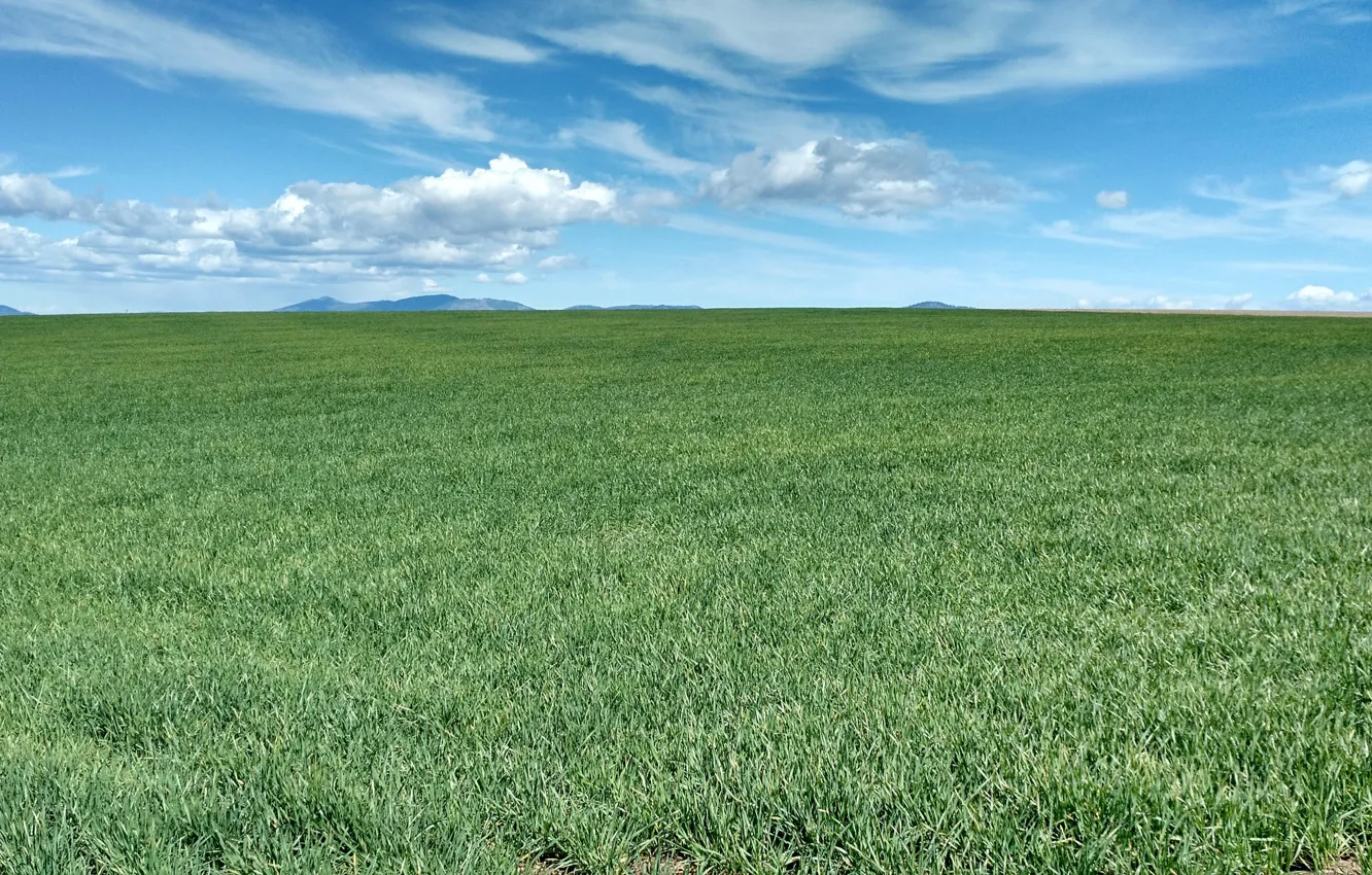 Photo wallpaper grass, sky, field
