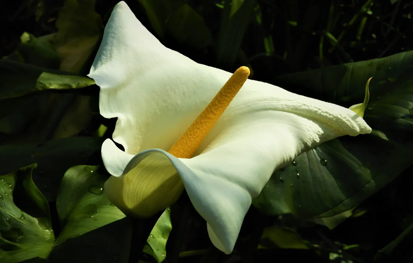 Photo wallpaper white, flowers, the dark background, Calla lilies