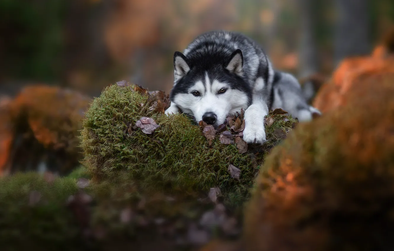 Photo wallpaper look, stones, moss, dog, husky