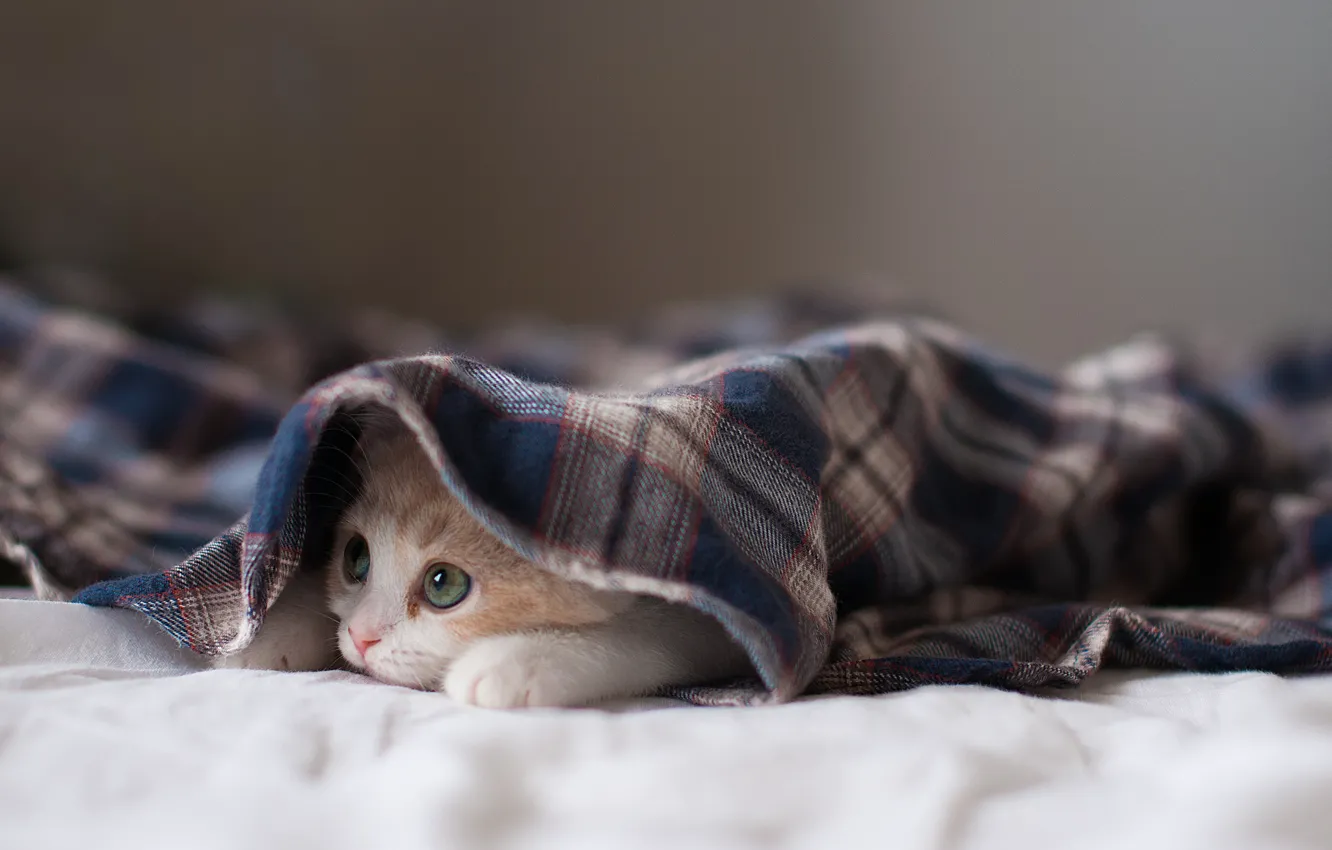 Photo wallpaper cat, kitty, hide and seek, © Ben Torode, Hannah
