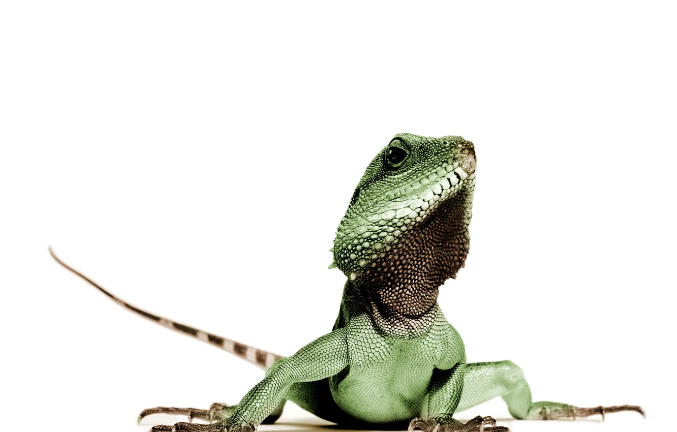 Photo wallpaper green, lizard, Animal, reptile, leguan