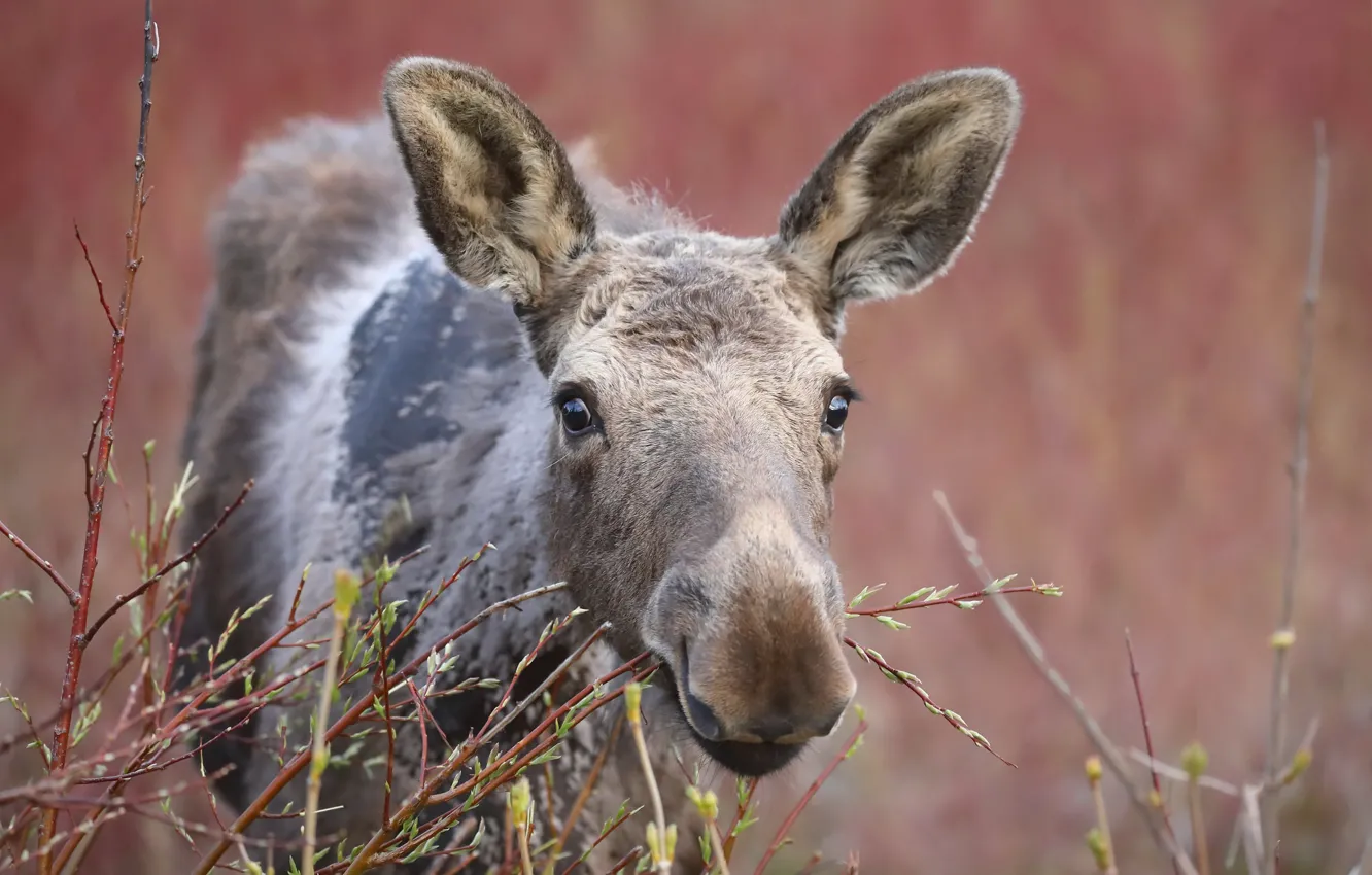 Photo wallpaper branches, nature, moose