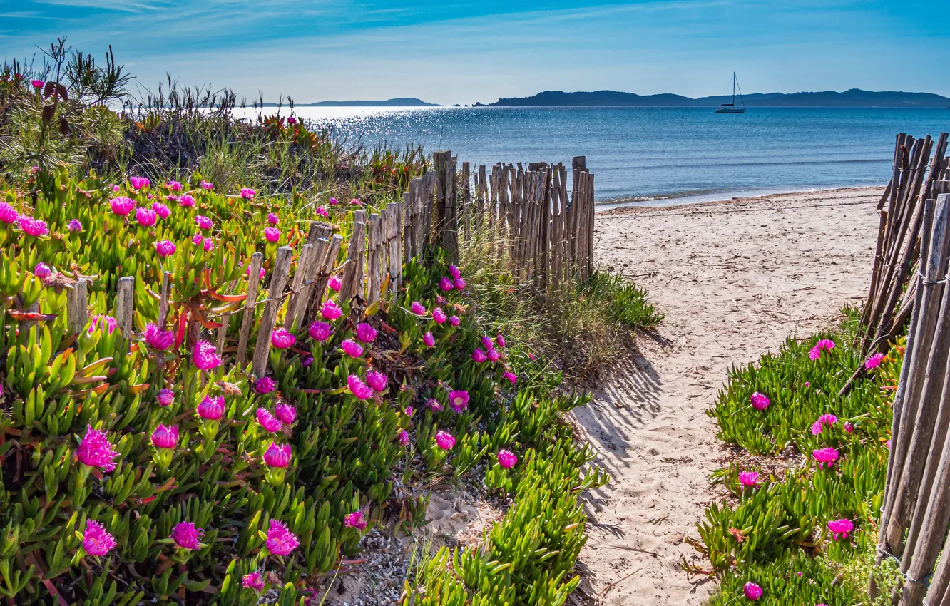 Photo wallpaper sand, sea, beach, flowers, shore, the fence, pink, path