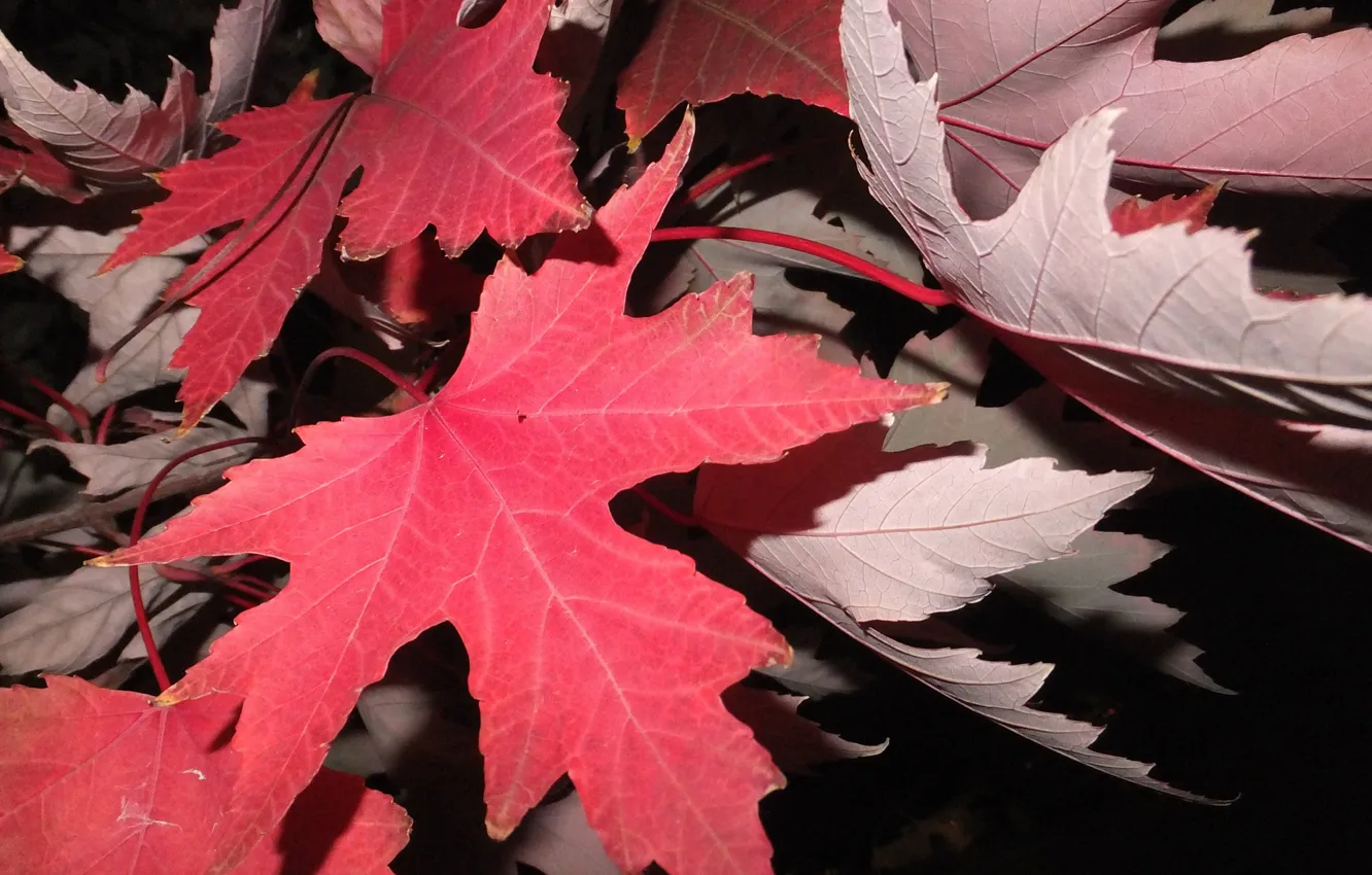 Photo wallpaper autumn, leaves, maple