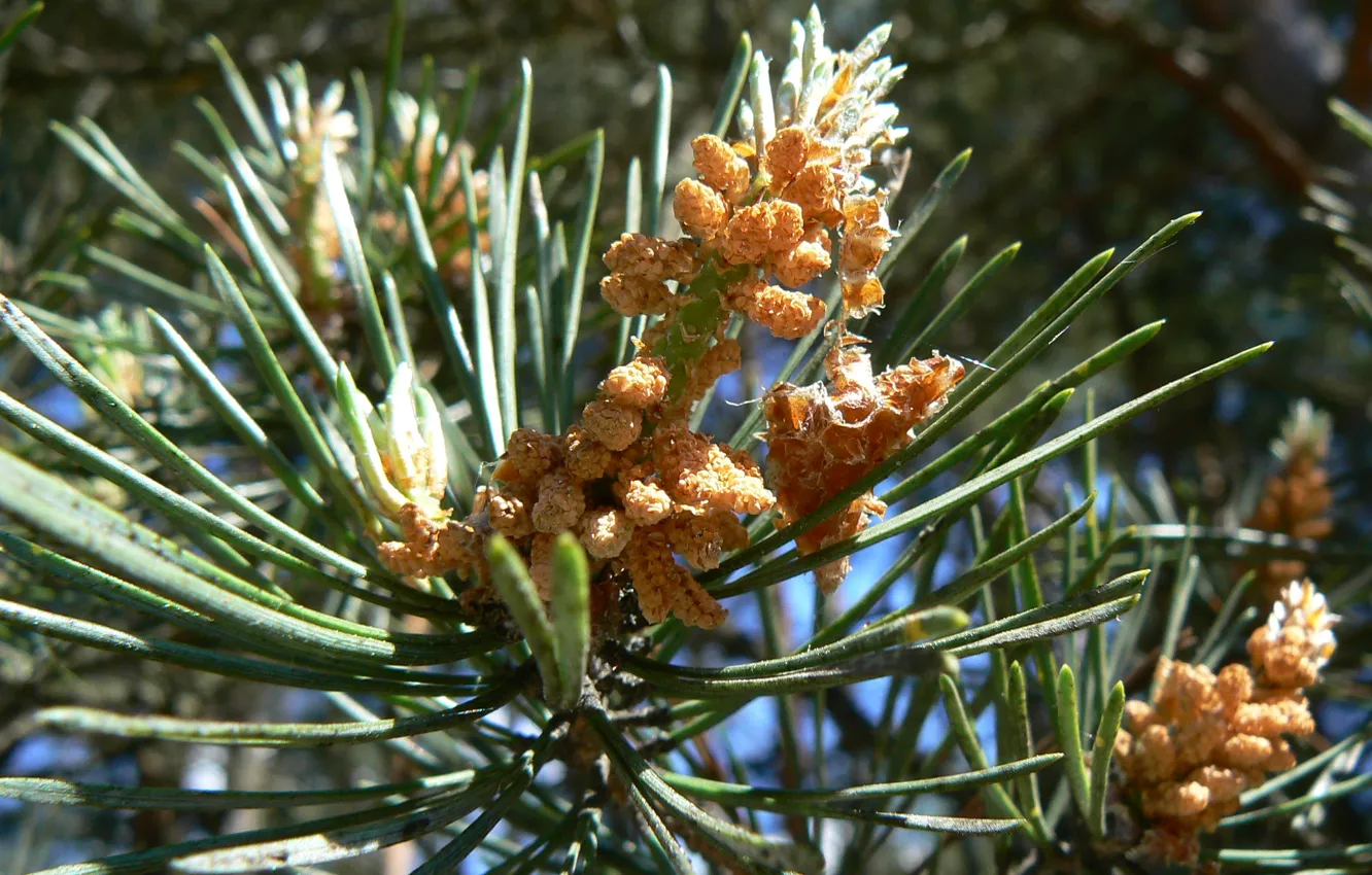 Photo wallpaper macro, nature, pine, my photo