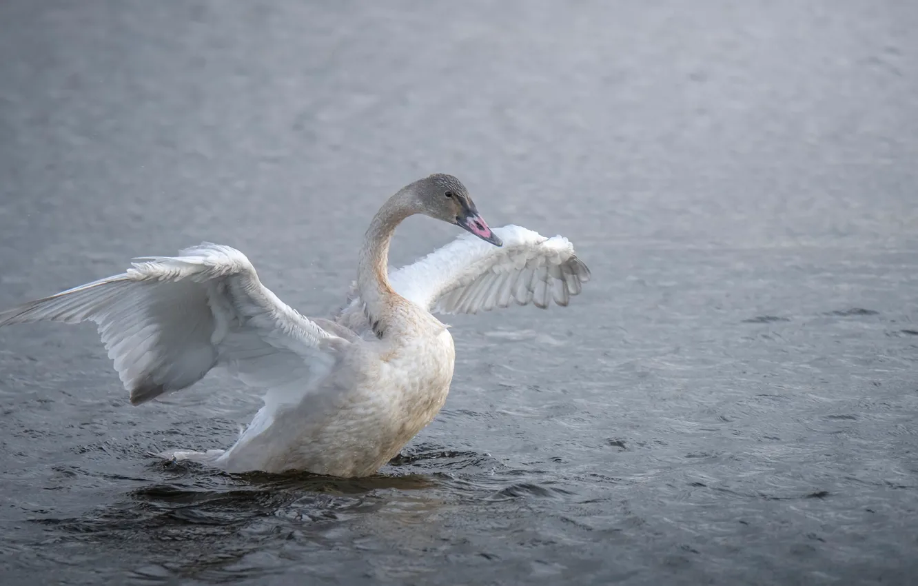 Photo wallpaper lake, bird, swans