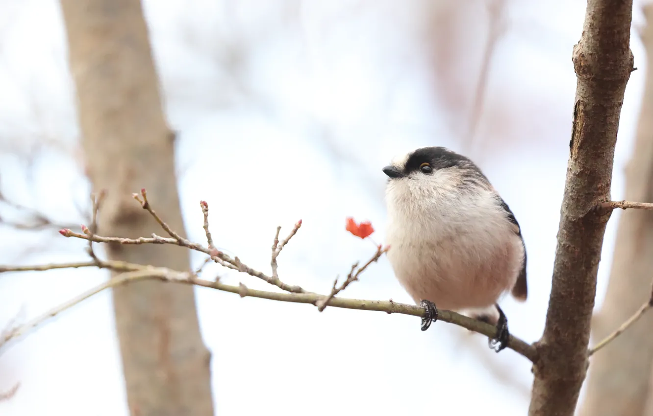 Photo wallpaper branches, grey, bird, light background, bokeh, tit