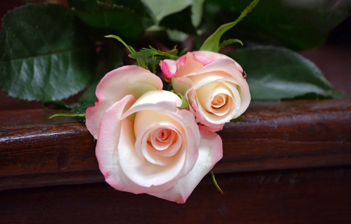 Photo wallpaper tenderness, roses, buds