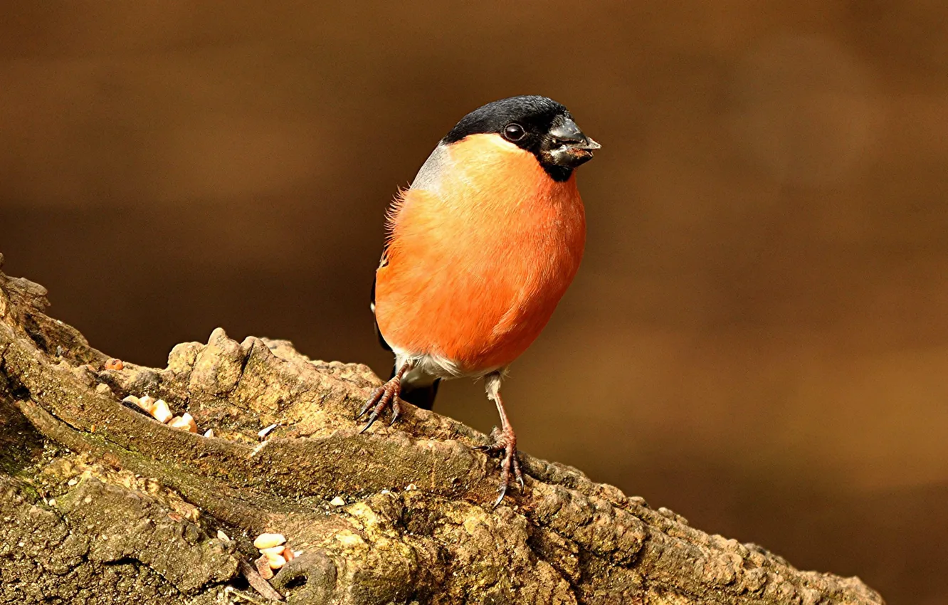 Photo wallpaper bird, feathers, beak, bullfinch