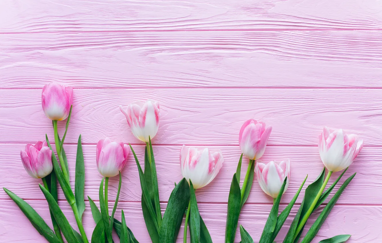 Photo wallpaper flowers, pink, Tulips, wooden background