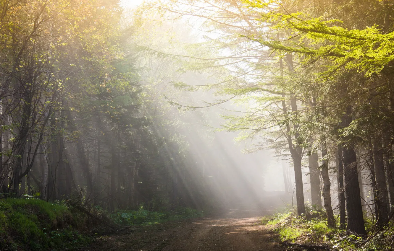 Photo wallpaper road, light, landscape, morning