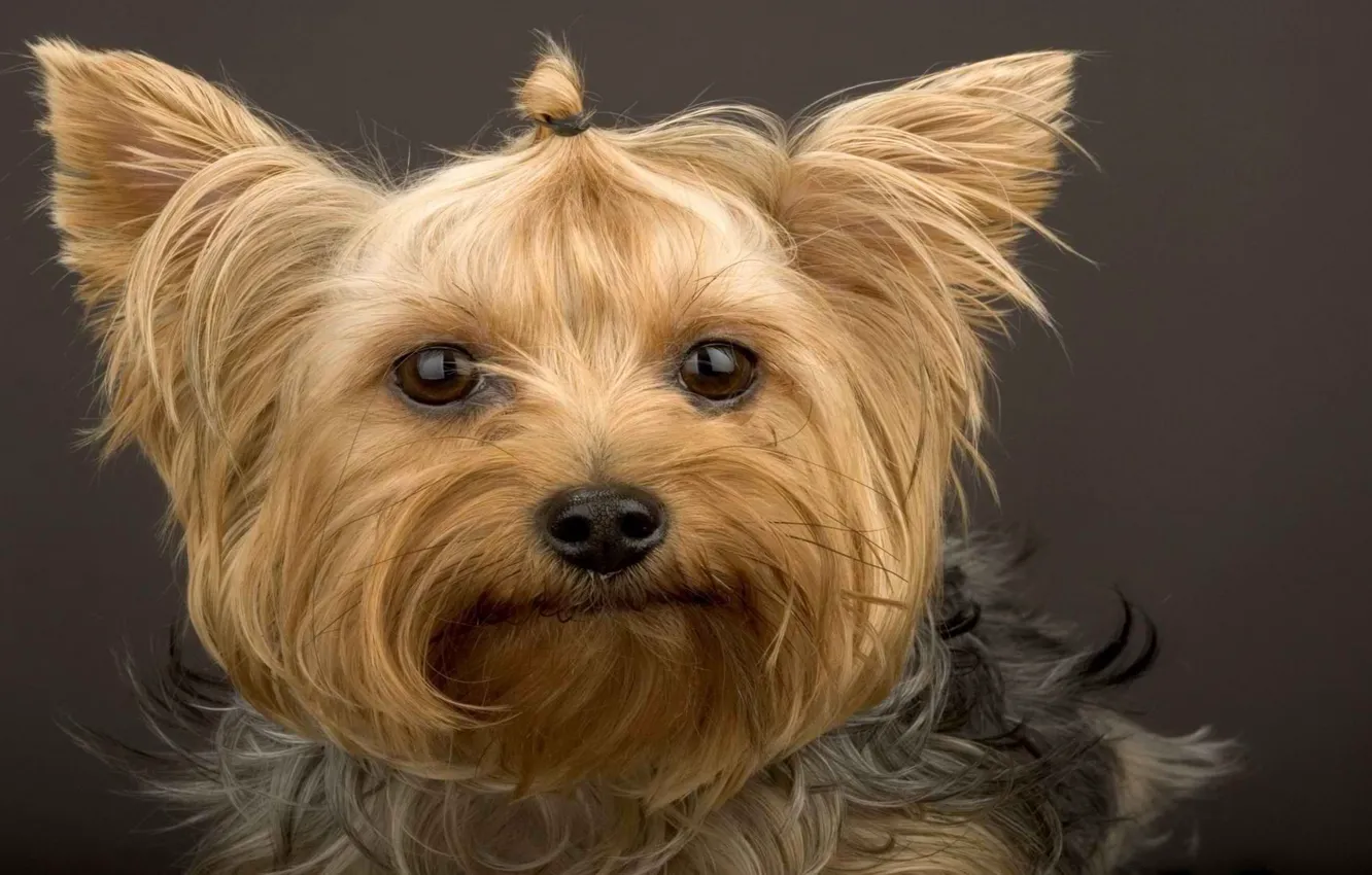 Photo wallpaper look, face, wool, Yorkshire Terrier