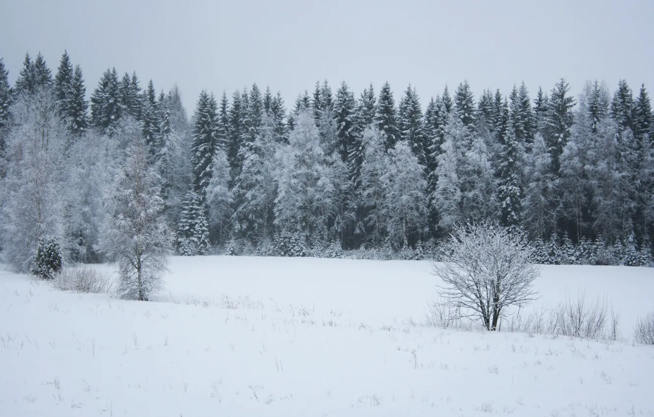 Photo wallpaper forest, snow, Winter, ate, frost, forest, trees, winter