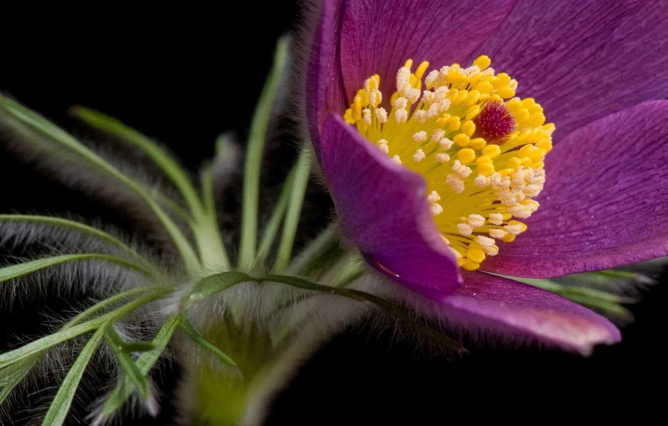 Photo wallpaper leaves, macro, flowers, flowering