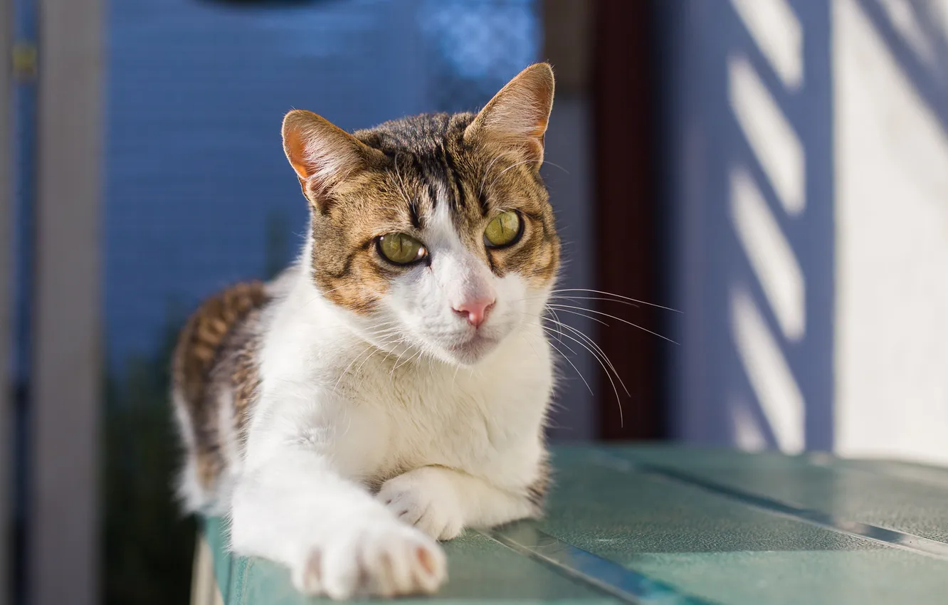 Photo wallpaper eyes, cat, look, paws