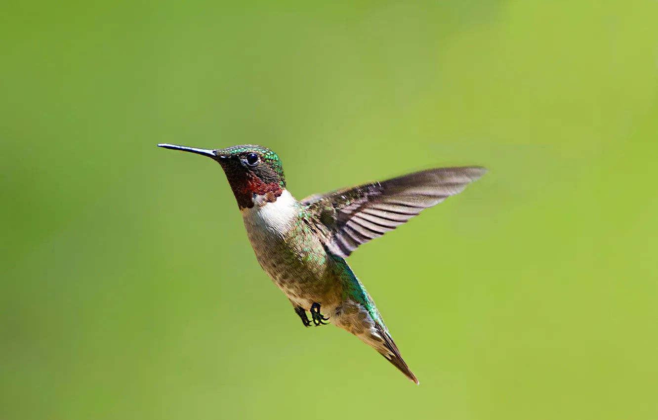 Photo wallpaper background, Hummingbird, bird, in flight