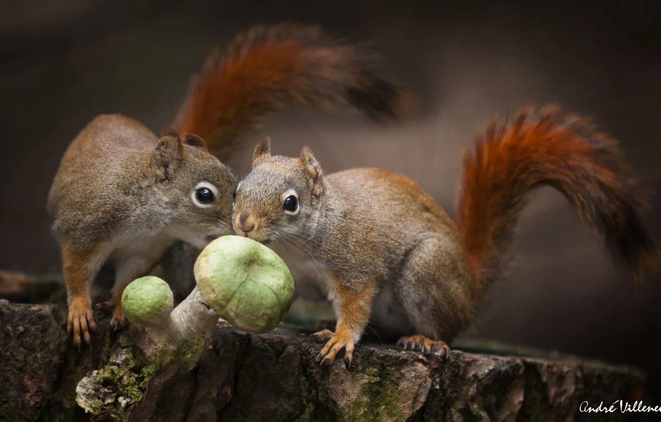Photo wallpaper forest, nature, mushrooms, food, forest, animals, nature, food