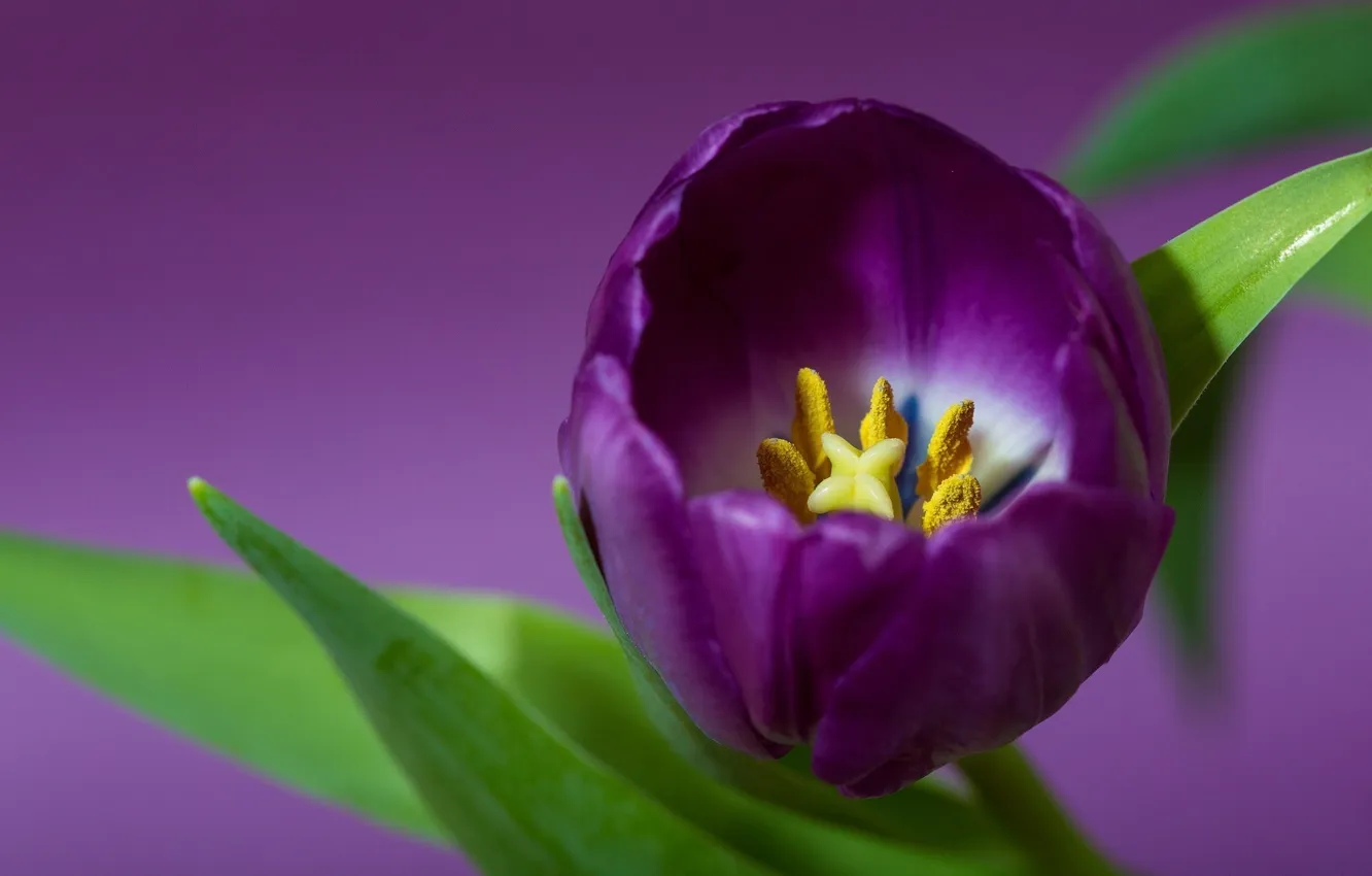 Photo wallpaper purple, petals, tulips, purple