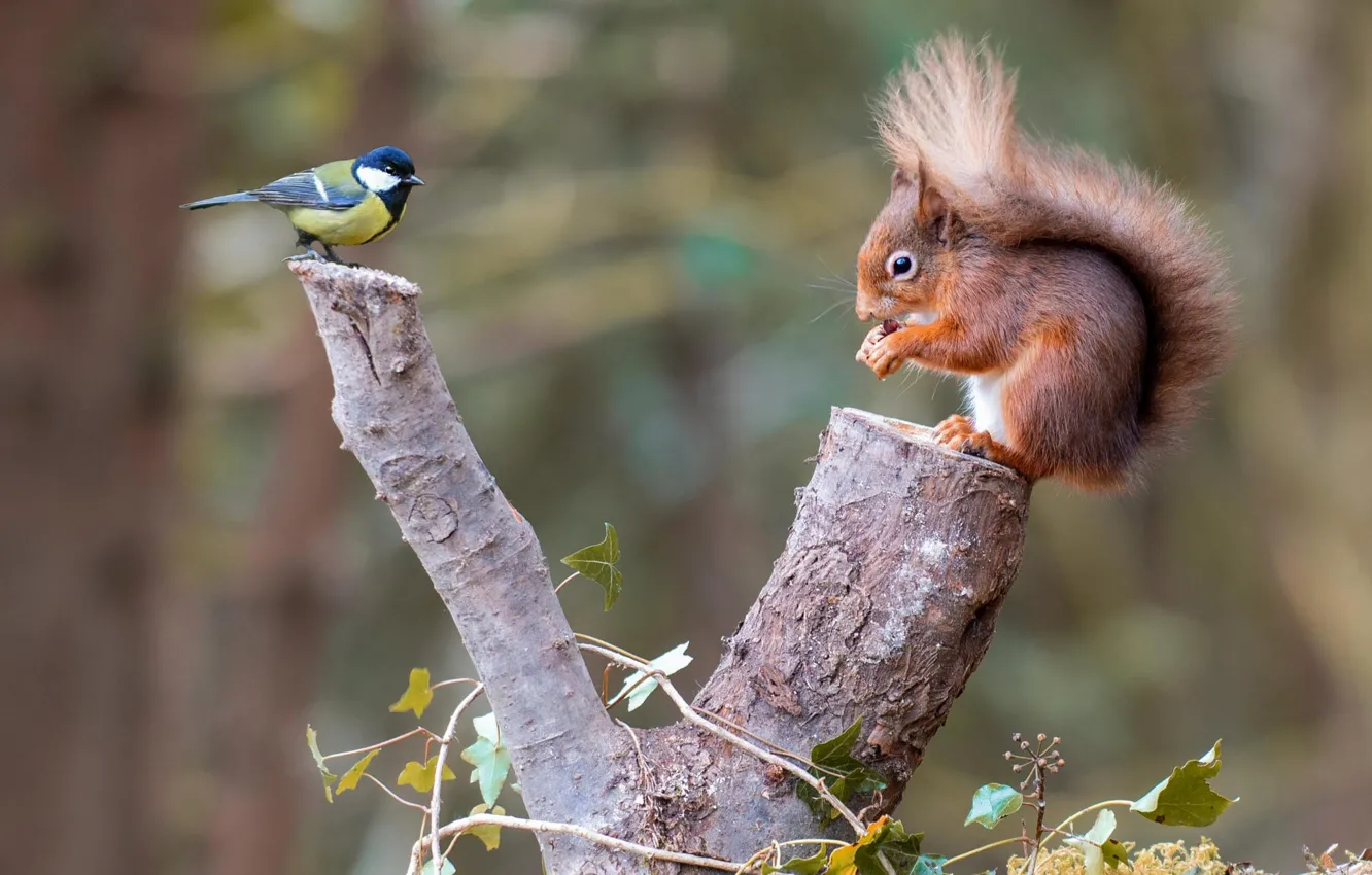 Photo wallpaper trees, each, pose, look, tit, nature, stump, protein