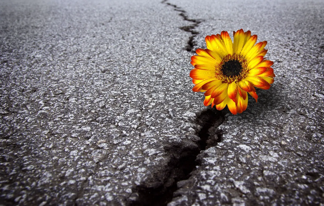 Photo wallpaper road, flower, asphalt, crack