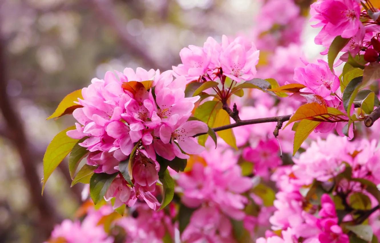 Photo wallpaper flower, pink, spring, twig, blooming