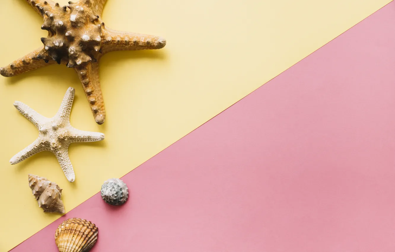 Photo wallpaper background, shell, starfish