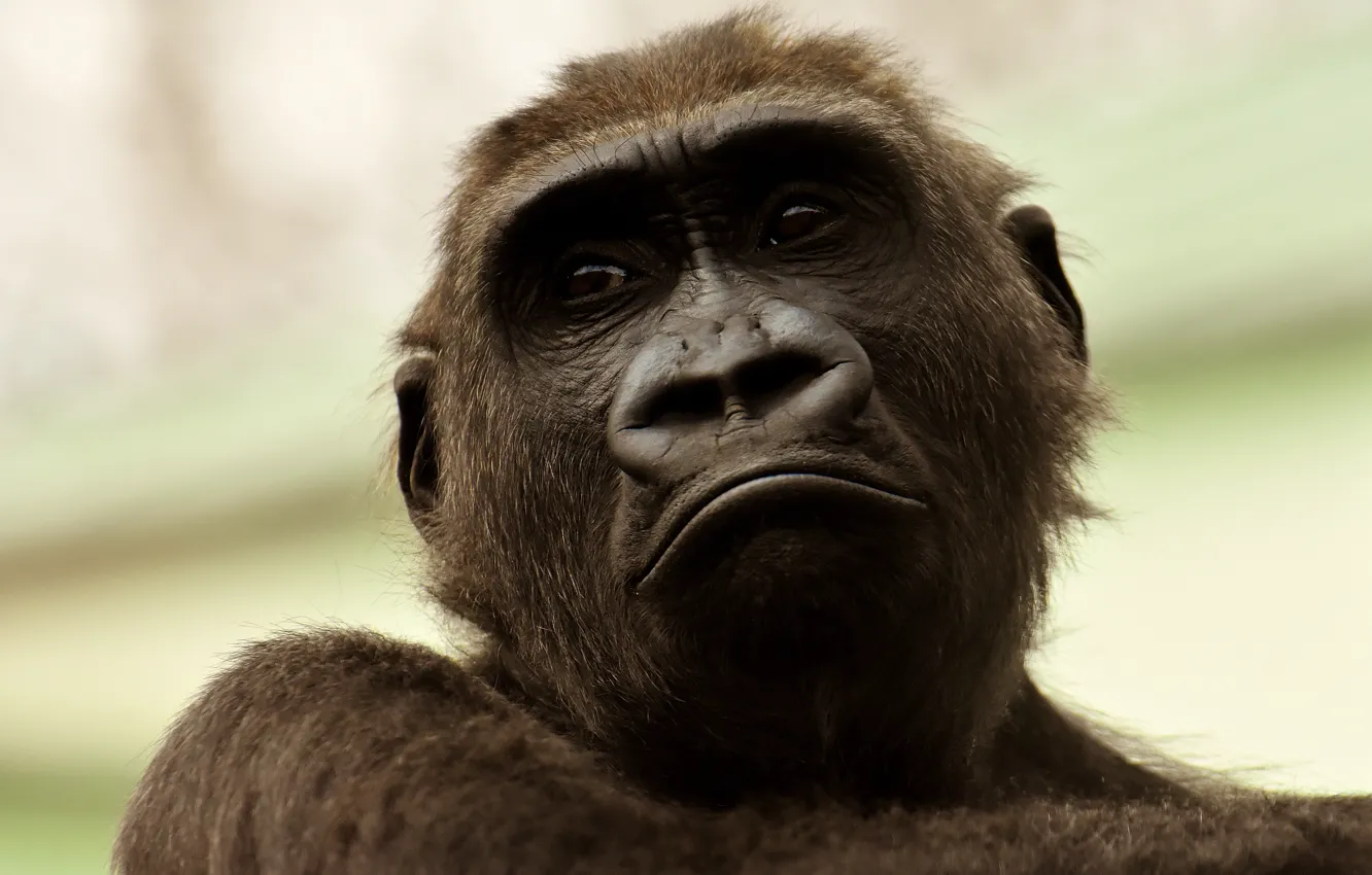 Photo wallpaper animals, portrait, monkey, gorilla
